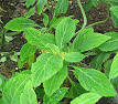 SALVIA divinorum - Wikipedia, the free encyclopedia
