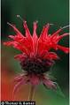 Photo of <b>Monarda</b> didyma L.