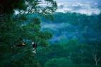 Rhinoceros Hornbills Perched in the Rainforest : BORNEO RAIN ...
