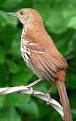 Georgia State Bird - Brown Thrasher