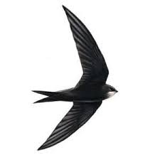 Swift Bird - Come Hike - swift