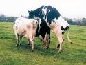 VACHE