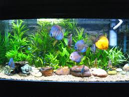 Aquarium