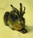jackalope.jpg