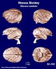 Talking Brains: Comparative neuroscience: Macaque vs. Human brains
