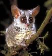 Primate Factsheets: Lesser bushbaby (Galago) Taxonomy, Morphology ...