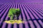 Beautiful Lavender Farm | World Travel
