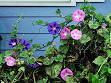 Morning Glory