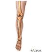 Illustration of a <b>leg</b> showing