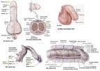 Penis and scrotum - Anatomy