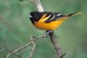 Baltimore Oriole (Icterus galbula) Photo