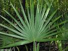 Dwarf Palmetto (Sabal minor)