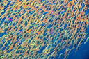 There are plenty of fish in the sea - My China Connection | My