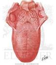  Tongue Dorsum - Netter Medical Images