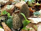 Fashion-artmagazine vous concocte morilles et asperges pour vos ...