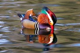 http://t1.gstatic.com/images?q=tbn:ANd9GcTBhRWE2BrZFZZvj81biSk8pUWZNl5LQS0eySEAbjCdc0YIzHnM
