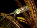 File:Sepioteuthis lessoniana (Bigfin reef squid).jpg - Wikipedia ...