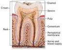 Dental Technician Basic Training: Anatomy of a Tooth | Dental Lab Tech
