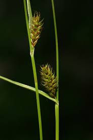 Image result for Carex distans