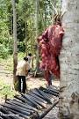 Pig entrails--preparing for a traditional Torajan funeral