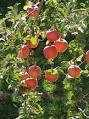 Fuji (apple) - Wikipedia, the free encyclopedia