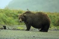 external image images?q=tbn:ANd9GcTCB2J-VOqUvy7276UnsGc8tuNDg1YCoMu6JKvWI3S85FSN20GI3ya0lfbb