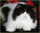 Persian Kittens Wallpapers Best Cat Breeds   Popular cat breed