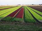 TR3459 : Rows of baby lettuce - via Daymix