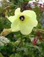 <b>Abelmoschus</b> manihot