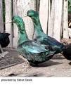 Poultry Breeds -Cayuga Duck