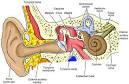 Identify Symptoms of Ear Infection in Children | Health Care ... 