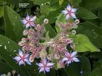 <b>Boraginaceae</b>