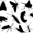 bug mania | Don't Kill Bugs!