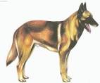 Photo Belgian shepherd malinois (Dog standard) (Chien de Berger Belge)