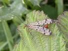 Scorpion fly (Panorpa communis - via Daymix