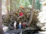File:The scale of root system on a Giant Sequoia tree.jpg ...