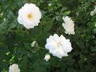 Bush Roses Free Stock Photo - Public Domain Pictures