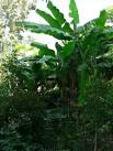 SW4431 : Banana plant - via Daymix