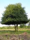 Natural topiary on Row Hill, New Forest. There are a number of holly trees - via Daymix