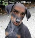 Funny dog bat or bat dog : I