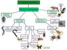 arthropod notes