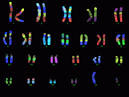 Cytogenetics