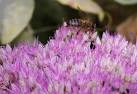 Honey Bee on Sedum. Up until around a year ago the blooms of these flowers - via Daymix