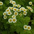 <b>Tanacetum</b> parthenium 'Aureum'