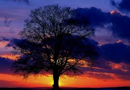 http://t1.gstatic.com/images?q=tbn:ANd9GcTDnJcwvVsvN1HmIfIXGbIRjh1wOcXvr7UKba1OPD8fGe_-ddVgew