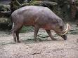 North Sulawesi babirusa - Wikipedia, the free encyclopedia
