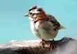 Curacao: Rufous-collared Sparrow