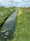 The growth in the water plants suggests heavy run-off of nitrates and other - via Daymix