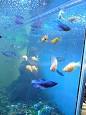 Siamese fighting fish - Wikipedia, the free encyclopedia