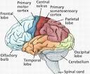 the nervous system